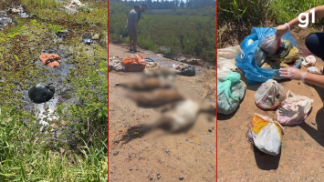 Corpos de mais de 130 animais são encontrados em descarte irregular em Nova Santa Rita