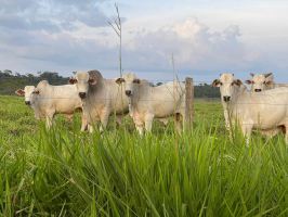 Pecuária cresce 85% em Roraima em sete anos, aponta Agência de Defesa Agropecuária